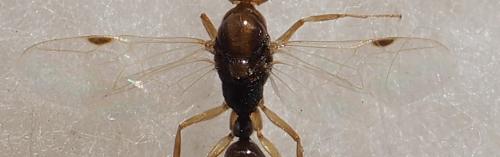 Odontomachus sp.